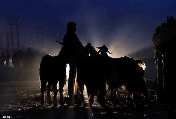 A Kashmiri Muslim livestock trader waits for customers at a market on the eve of the Muslim festival of Eid al Adha in Srinagar, India, Friday, Oct. 26, 2012. Eid al Adha is a religious festival celebrated by Muslims worldwide to commemorate the willingness of Prophet Ibrahim to sacrifice his son as an act of obedience to God. (AP Photo/ Dar Yasin)