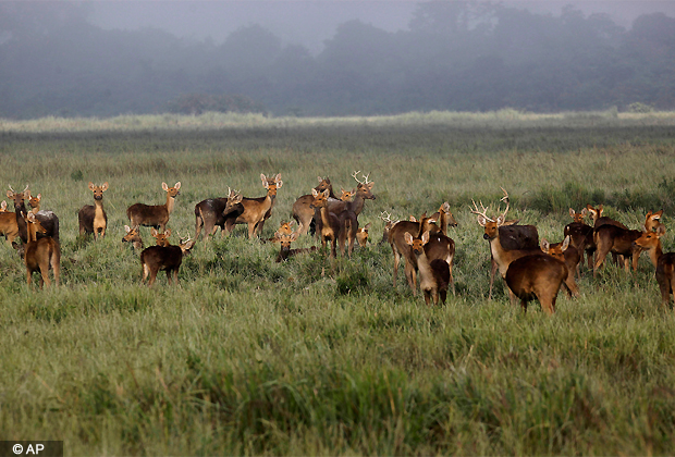 Swamp deers stand inside the Kaziranga national park in Kaziranga about 250 kilometers east of Guwahati, Assam, Nov. 1, 2012. After two devastating waves of floods, the park which is home to the one horned Rhinoceros was reopened for tourists Thursday. (AP Photo)