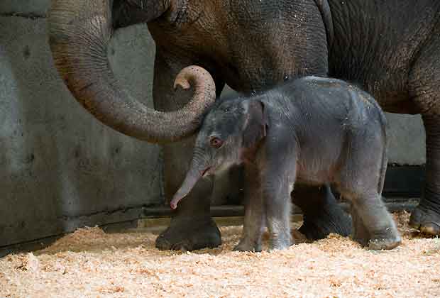 This Friday Nov. 30, 2012 photo provided by the Oregon Zoo shows a newborn female Asian elephant calf in the elephant maternity ward with her mother Rose Tu at the Oregon Zoo in Portland, Ore. The Oregon Zoo says Rose Tu gave birth to the 300 pound female calf at 2 17 a.m. Friday, and the youngster is healthy, vigorous and loud. (AP Photo/Oregon Zoo, Michael Durham)