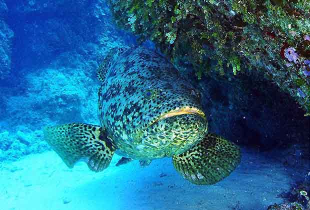 The Belize Barrier Reef