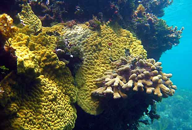 Shell Horizons - Exotic Coral