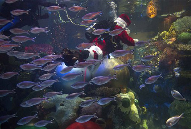 Jerry Cowley, aquatic safety manager at the Silverton Hotel Casino swims to the surface after interacting with guests as an underwater Santa Claus, Sunday, Dec. 9, 2012, at the casino's aquarium in Las Vegas.(AP Photo)