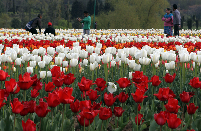 Close to 50,000 tourists have visited Srinagar s iconic Tulip Garden the largest in Asia since it was opened to the public on March 27. With the tulips expected to remain in bloom for at least another fortnight, authorities expect the garden to attract over 1,00,000 tourists by the end of the month. Once known as Siraj Bagh, the Indira Gandhi Memorial Tulip Garden was opened in 2008 by then Chief Minister Ghulam Nabi Azad and is spread over 15 hectares at the foothills of the Zabarwan range. It has emerged as a must visit destination for tourists arriving in the Jammu and Kashmir capital in March April. (Photo IANS)