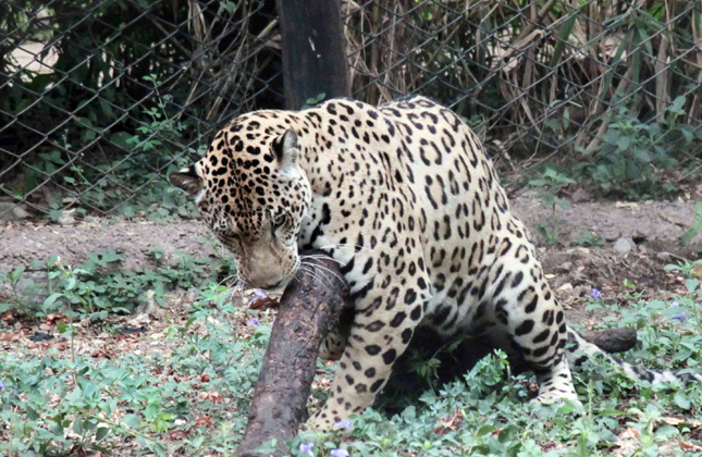 A male Jaguar playing with tree branches in Nehru Zoological park in Hyderabad on April 20, 2013. (Photo IANS)