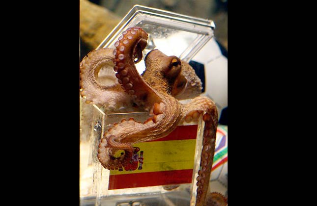 Octopus oracle Paul chooses a mussel from a glass tank marked with a Spanish flag in the SeaLife Aquarium in Oberhausen, Germany, Friday, July 9, 2010. Paul predicts Spain will beat Holland and win the World Cup. (AP Photo/dapd, Roberto Pfeil)