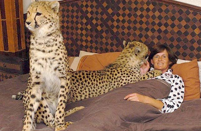 Sharing a bed with your furry friend has taken on a whole new meaning for Riana Van Nieuwenhuizen. The sanctuary worker shares her South African home with not one but FOUR orphaned cheetahs, five lions and two tigers. 46 year old Riana said 'I love them all. But they're a handful.'