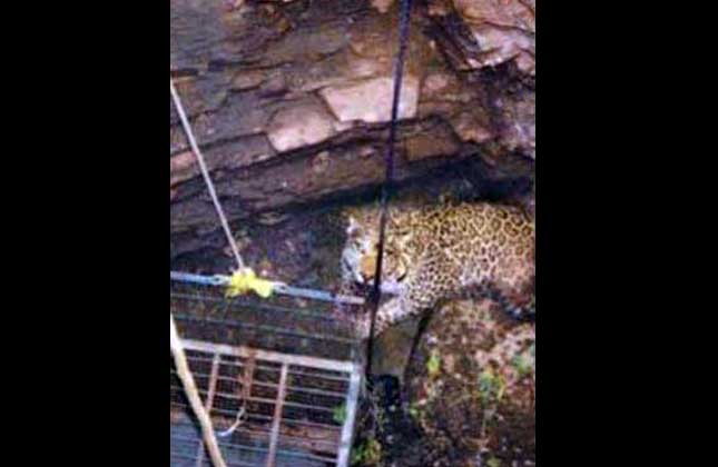 A leopard has been trapped since the last few days inside a dry well in Dabkudia village of Kumbhalgarh in Rajasthan's Rajsamand district, but forest officials are unable to rescue the animal.