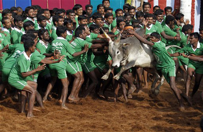 Jallikattu is a sport played by the Tamils during the harvest festival of Pongal. It is the festival in which the participants have to bring the ragging bull under control.