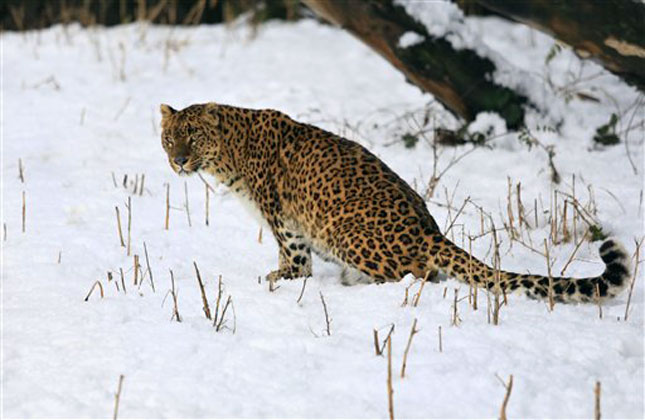 Female leopard sits inside a snow covered enclosure at Dachigam Wildlife Sanctuary, outskirts of Srinagar. (AP Photo)