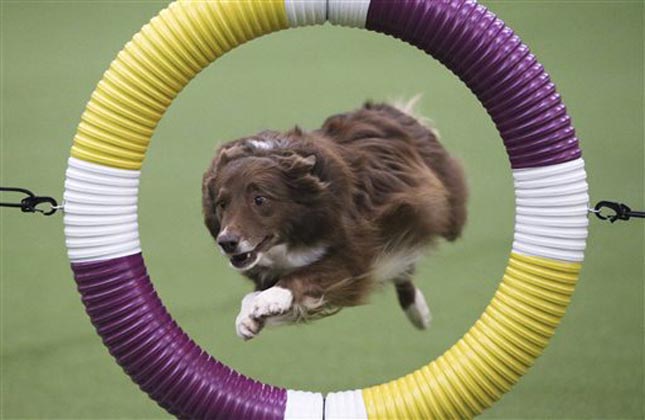 Welcome to the most unique show of all times...Here the dogs are busy getting ready for their appearance and performances. Rapture, a border collie, clears the tire obstacle during the Masters Agility Championship at Westminster staged at Pier 94. (AP Photo)