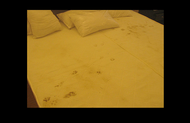 Footprints of stray dogs can be clearly seen on this bed in the village