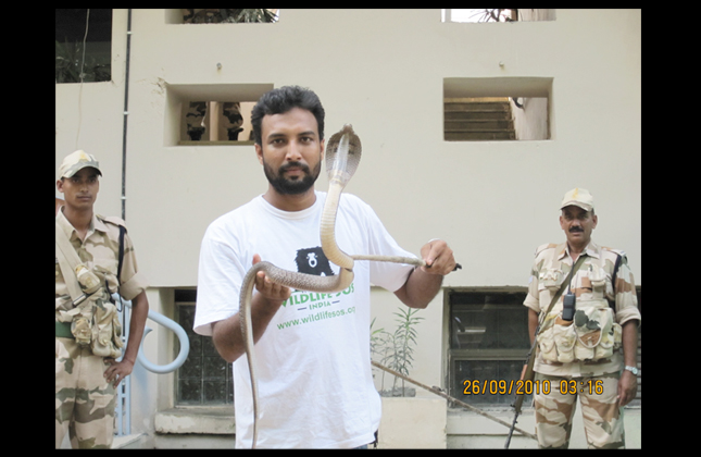 An Indian cobra was found at the R K Khanna Tennis stadium venue for the Commonwealth Games.