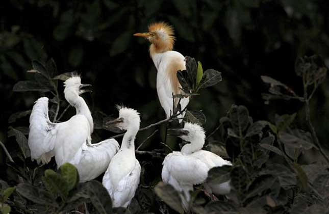 An egret sits with its babies on a tree along the River Brahmaputra on the eve of World Environment Day in Gauhati, India. World Environment Day is celebrated every year on June 5 by the United Nations to stimulate global awareness on environmental issues.