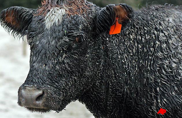 A cow is covered by ash from Chile's Puyehue Cordon Caulle volcano in Villa La Angostura in southern Argentina, Thursday June 16, 2011. Chile's Puyehue Cordon Caulle volcano started erupting on June 4 after remaining dormant for decades. (AP Photo/Federico Grosso)