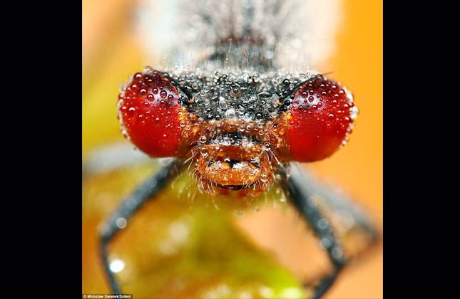 Hobby Another dragonfly enjoys an early morning wash. Mr Swietek only took up photography two and a half years ago (Miroslaw Swietek/Daily Mail)