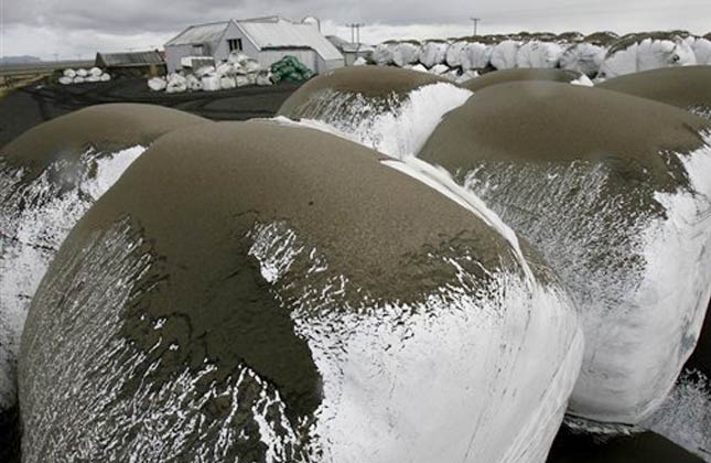 Hay rolls covered by volcanic ash are seen on a farm located east of the eruption in Reykjav k, Iceland, Sunday, April 18, 2010. Farmers across the region where the volcano erupted last week under the Eyjafjallajokull glacier have been scrambling to protect their herds from inhaling or ingesting the ash, which can cause internal bleeding, long term bone damage and teeth loss. AP Photo/Brynjar Gauti