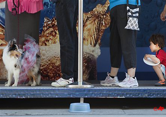 Rupert (last name withheld) crouching down to get a better view of a dog sporting a tutu as he waits in line during the outdoor dog festival Woofstock in Toronto