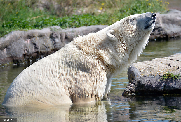 A polar bear refreshes in the water on a hot sunny day at the zoo in Gelsenkirchen, Germany, Friday, Aug. 17, 2012. The temperatures in Germany are expected to rise up to 38 degrees Celsius over the weekend. (AP Photo)