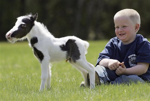 Four year old Garrett Mullen watches three day old pinto stallion named Einstein in Barnstead, N.H., Sunday, April 25,2010. The diminutive horse born in New Hampshire could lay claim to the world record for lightweight foal. The pinto stallion named Einstein weighed just 6 pounds and measured 14 inches in height when he was born Friday in Barnstead, N.H. Those proportions fit a human baby just about right but are downright tiny for horse, even a miniature breed like Einstein. (AP Photo/Jim Cole)