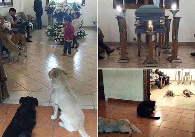 The stray dogs arrived together at the woman's funeral