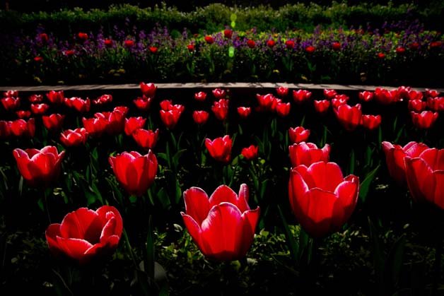 Tulips are seen in full bloom at the Mughal Gardens surrounding the Indian Presidential Palace during a press preview in New Delhi.